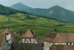 Hunawihr, Blick von der Wehrkirche auf die Weinberge und die Vogesen